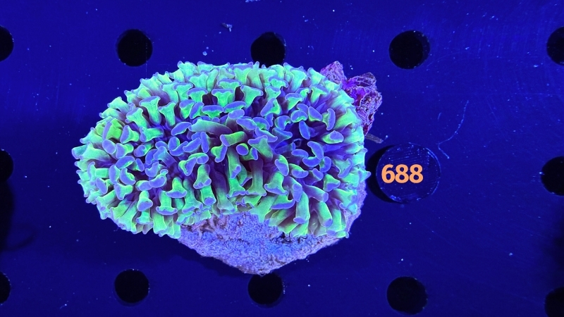 Euphyllia ancora WYSIWYG 0688