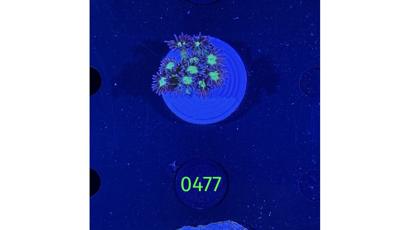 Goniopora sp. - Margeritenkoralle 0477