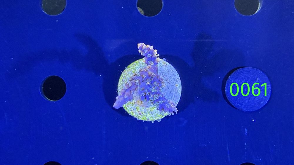 Acropora horida - Steinkoralle "Blau" DNZ 0061