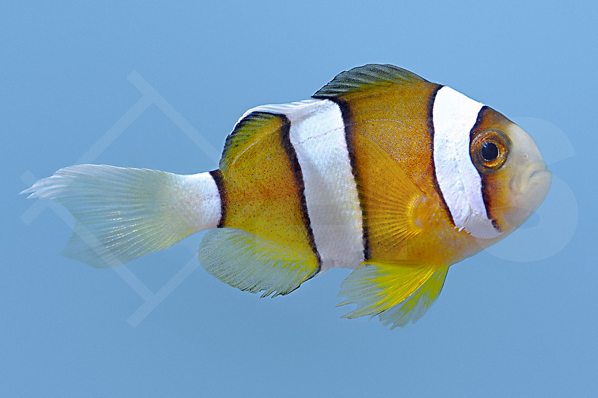 Amphiprion clarkii - Clarks Anemonenfisch Natur NZ