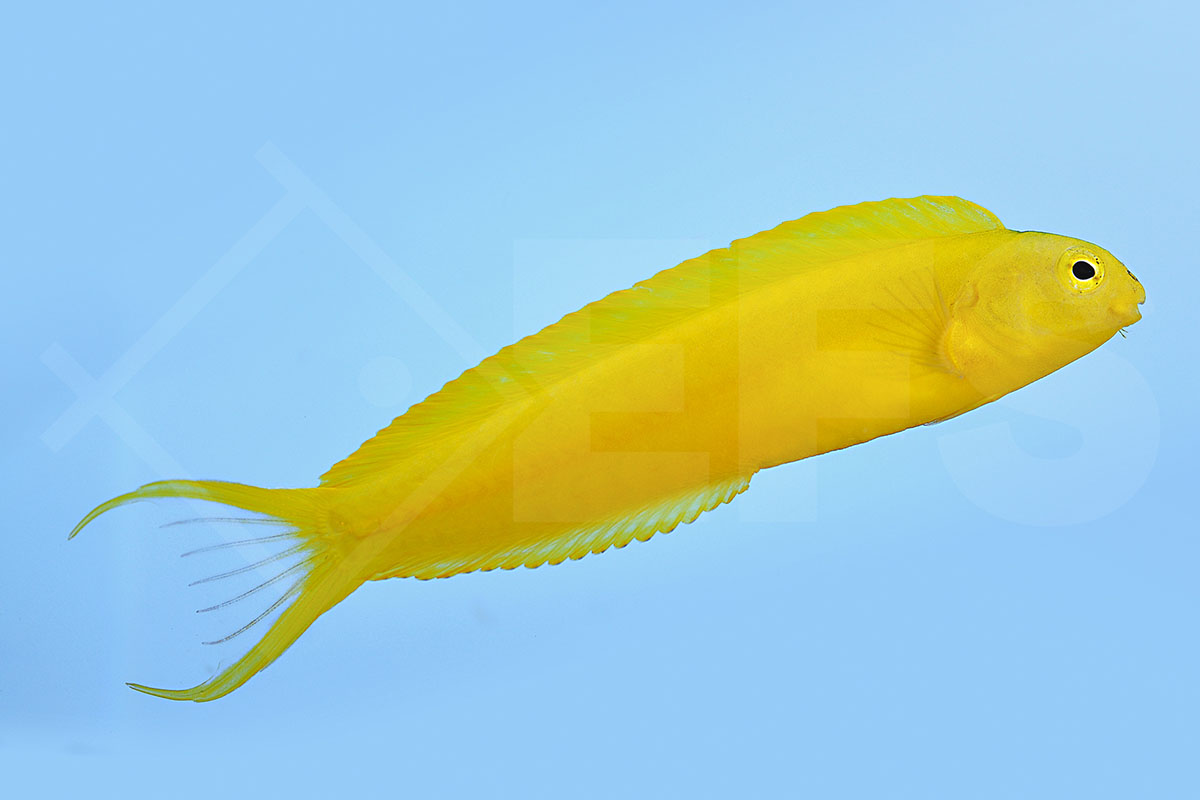 Meiacanthus oualanensis - Gelber Schleimfisch NZ