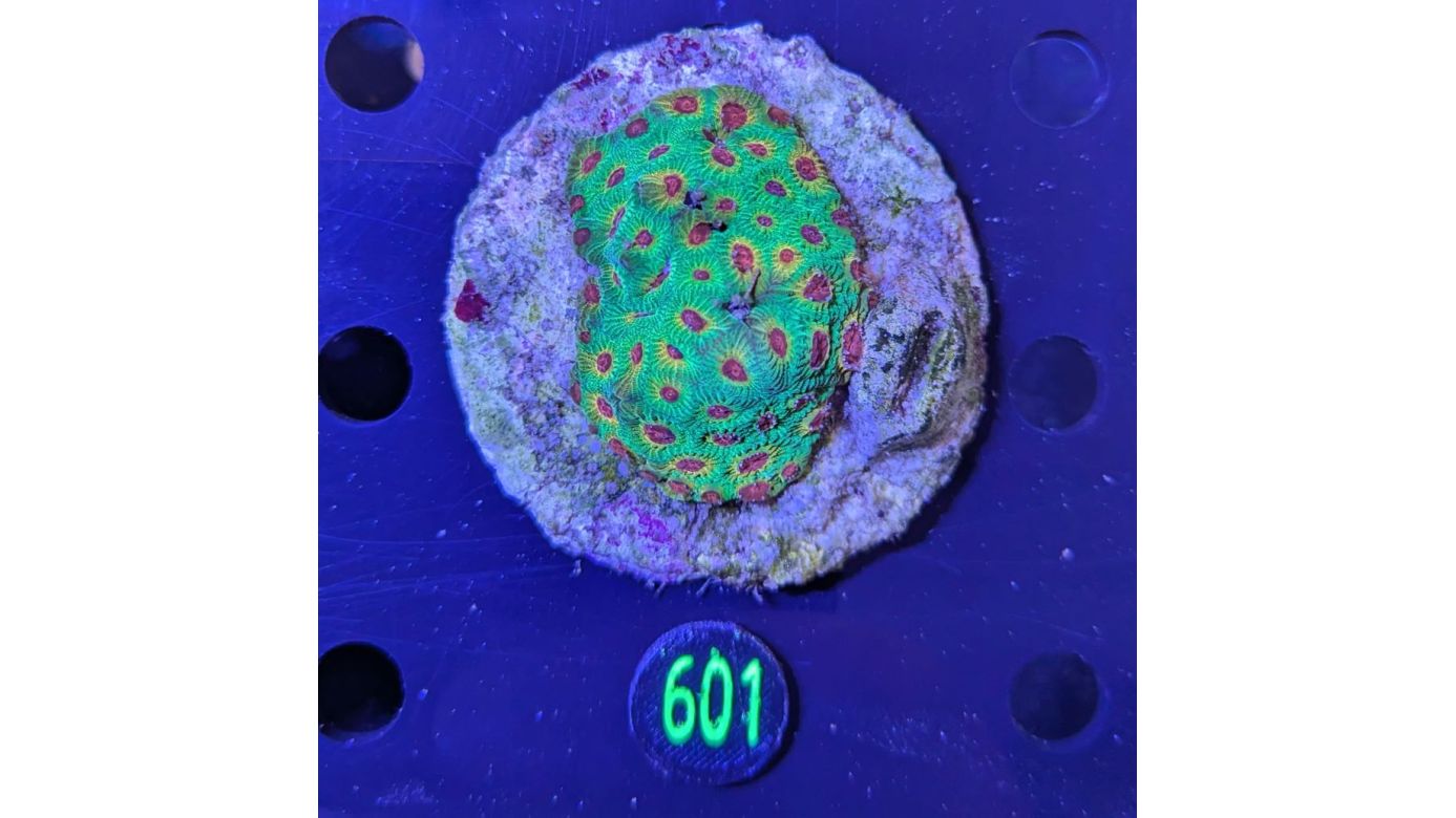 Favia sp. Multicolor WYSIWYG 0601