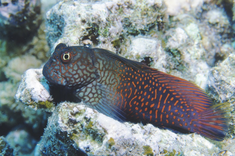 Cirripectes stigmaticus - Rottupfen Schleimfisch