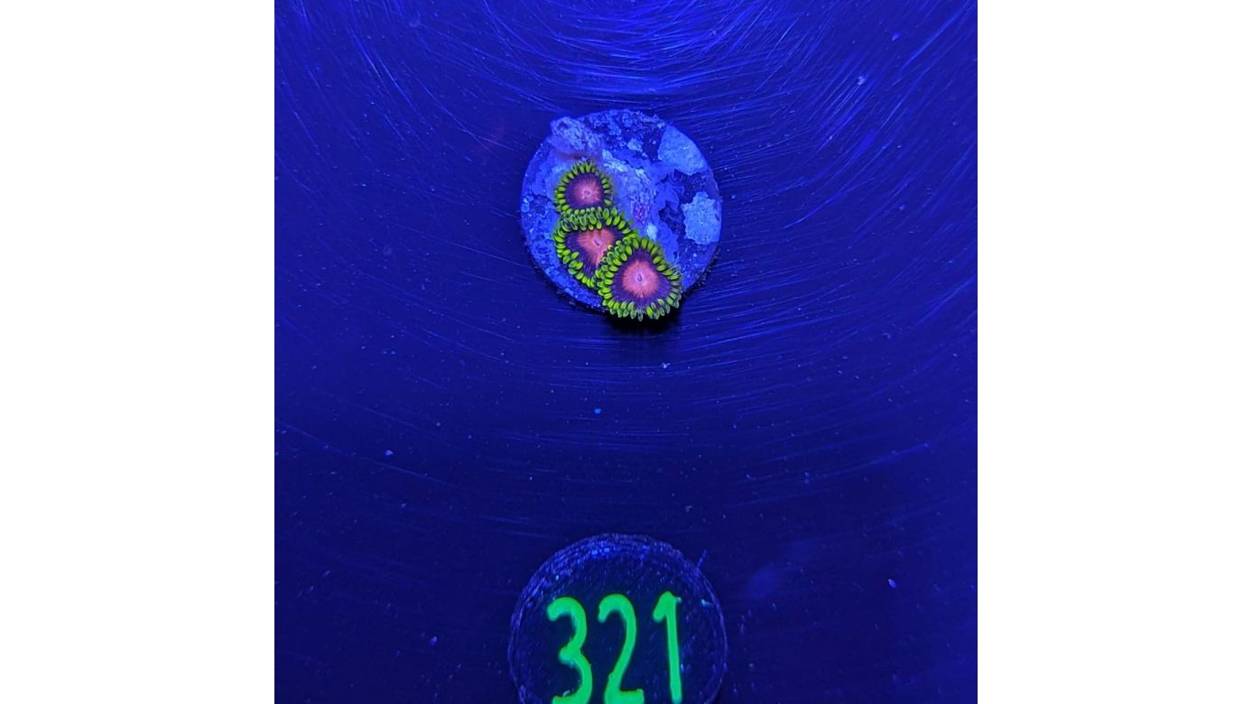 Zoanthus sp. - Krustenanemone "Dragon Eye" PlanktonPlus Nachzucht 0321