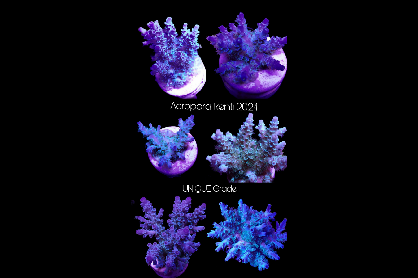 SciReef Acropora kenti Unique Grade 1 0298
