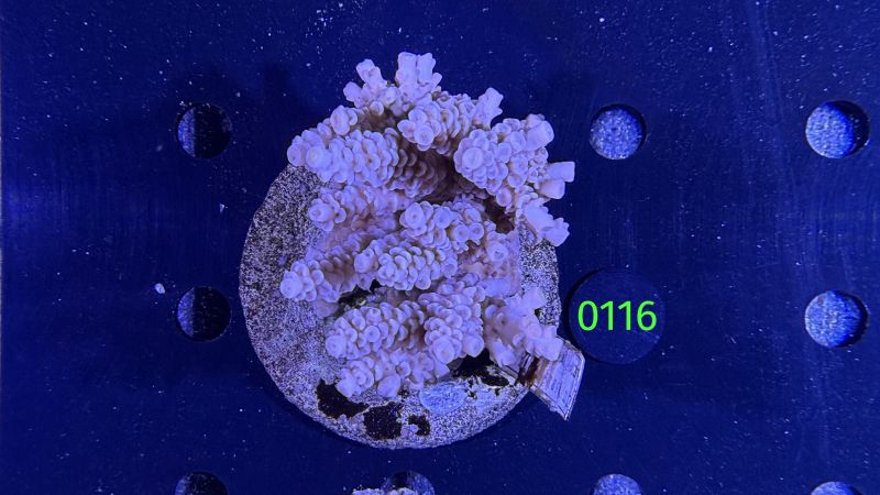Acropora sp. WYSIWYG 0116