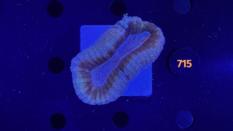 Lobophyllia sp. WYSIWYG 0715