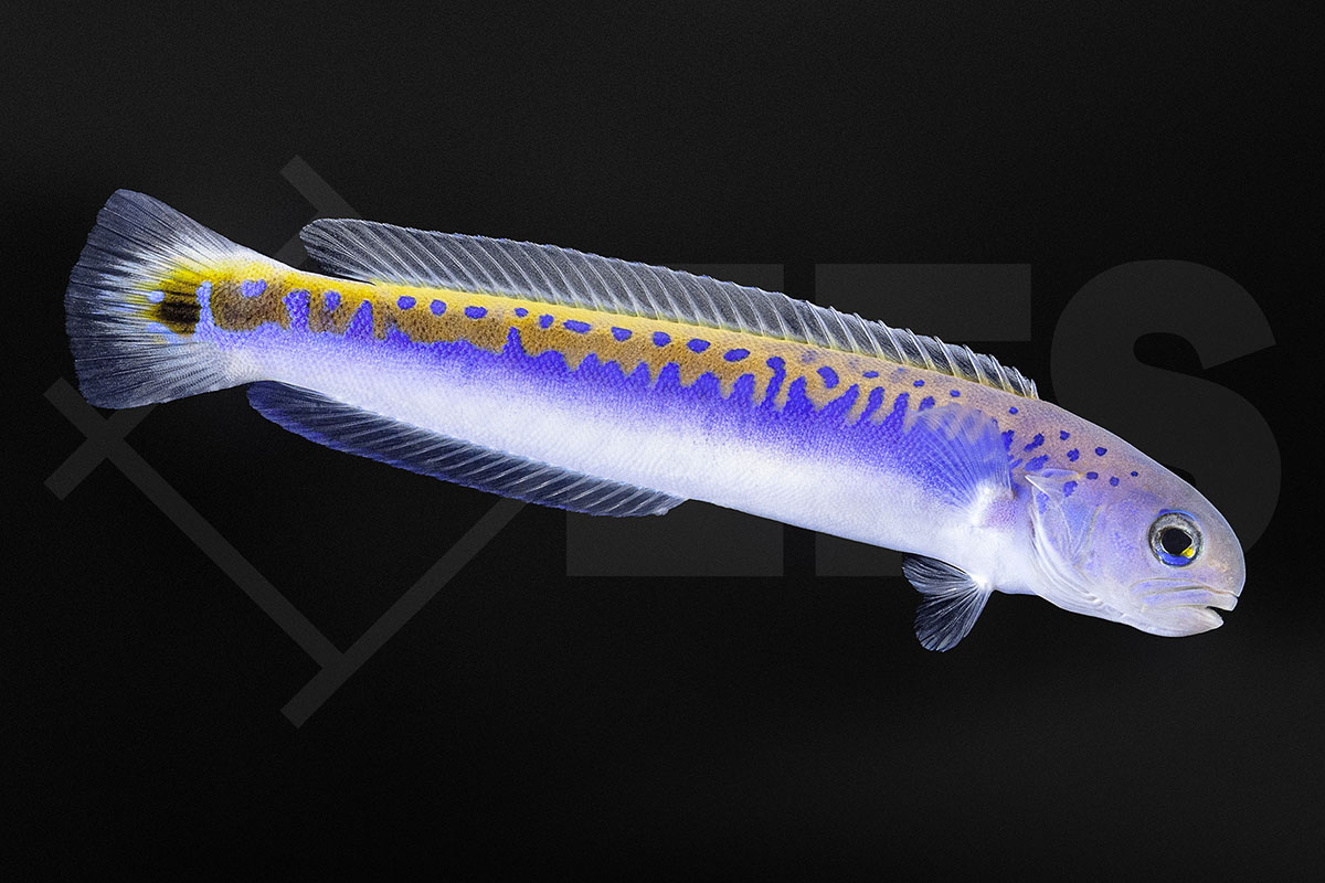 Hoplolatilus oreni - Goldblauer Torpedobarsch