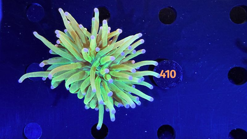 Euphyllia glabrescens - Fackelkoralle Torch "Holy Grail" 0410