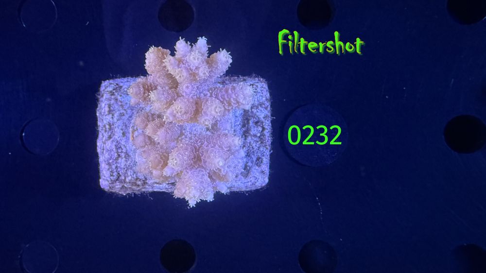 Acropora sp. WYSIWYG 0232