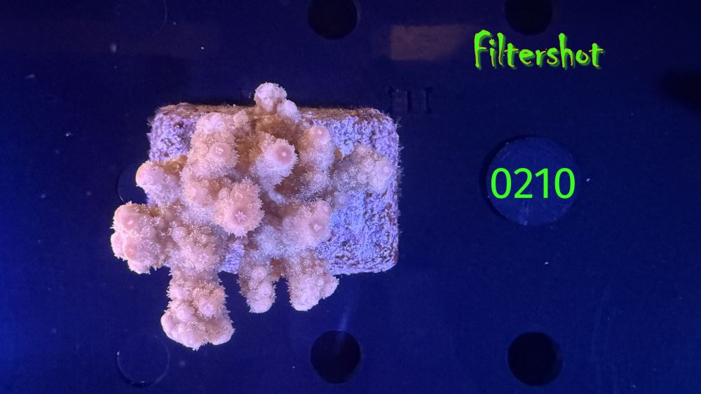 Acropora sp. WYSIWYG 0210