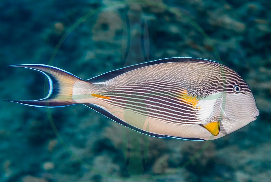 Acanthurus Sohal - Arabischer Doktorfisch 12-14 cm