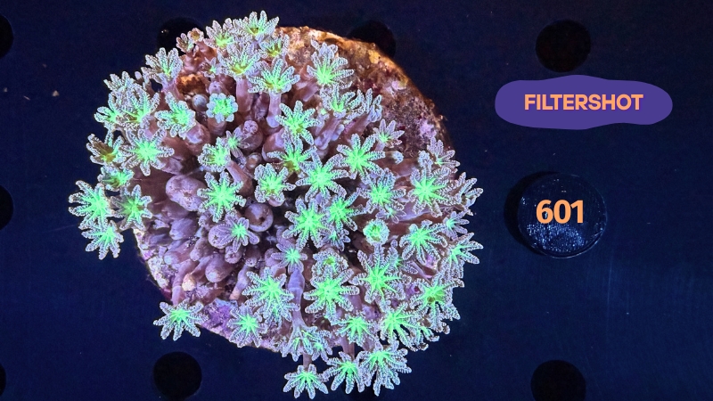 Clavularia sp. WYSIWYG 0601