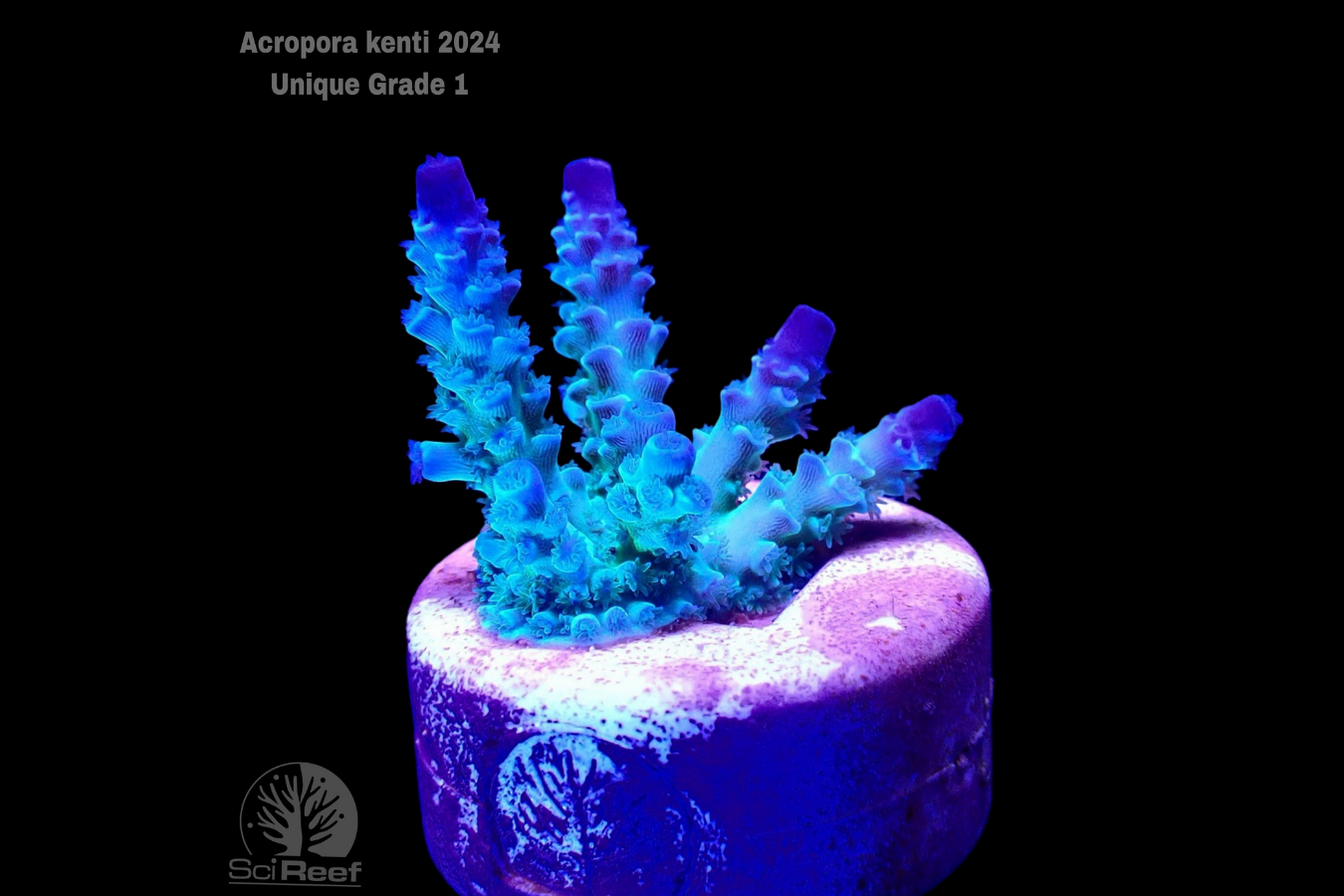 SciReef Acropora kenti Unique Grade 1 0298
