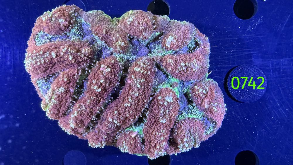 Symphyllia sp. WYSIWYG 0742