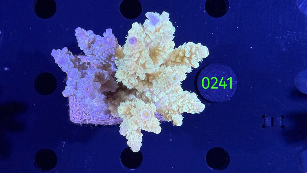 Acropora sp. WYSIWYG 0241