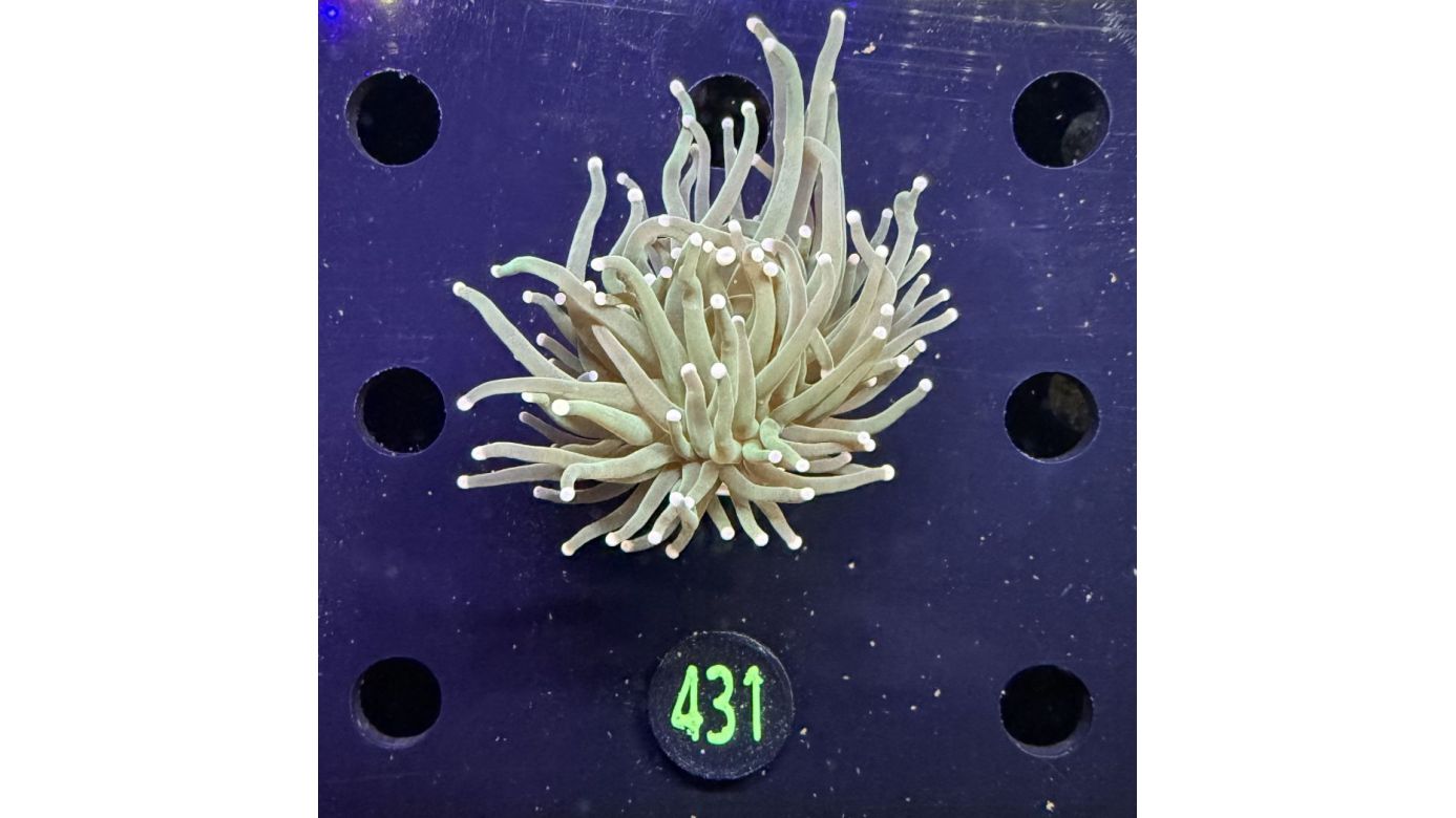 Euphyllia glabrescens - Fackelkoralle Torch  0431