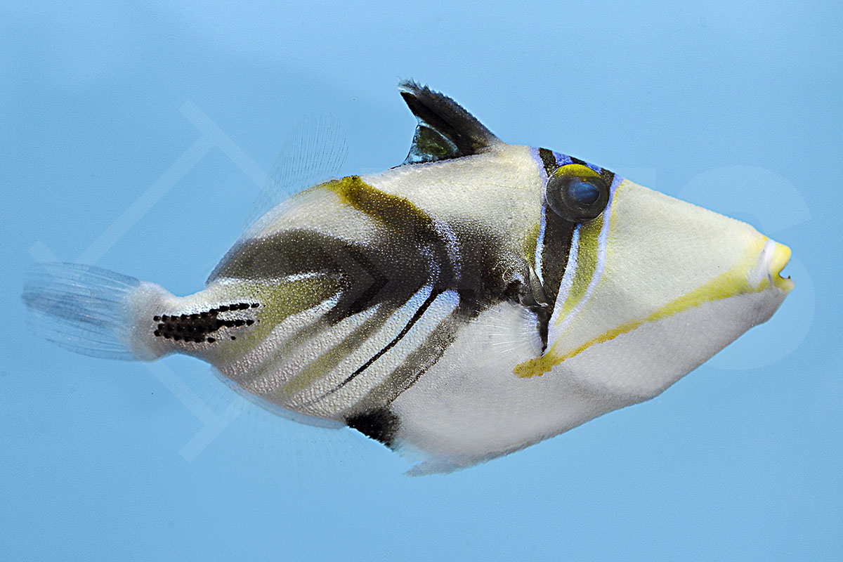 Rhinecanthus aculeatus - Picasso - Drückerfisch