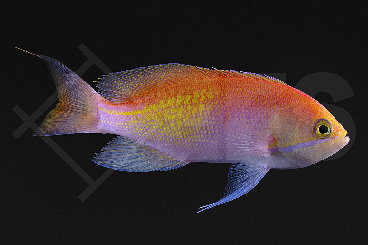 Pseudanthias kashiwae - Dreifarbiger-Fahnenbarsch