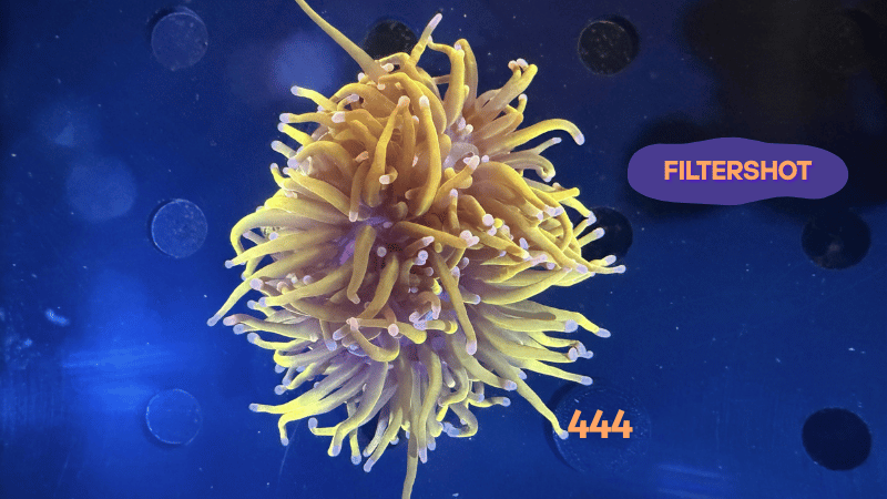 Euphyllia glabrescens WYSIWYG 0444