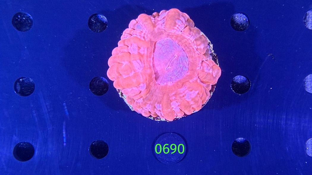 Cynarina lacrymalis WYSIWYG 0690