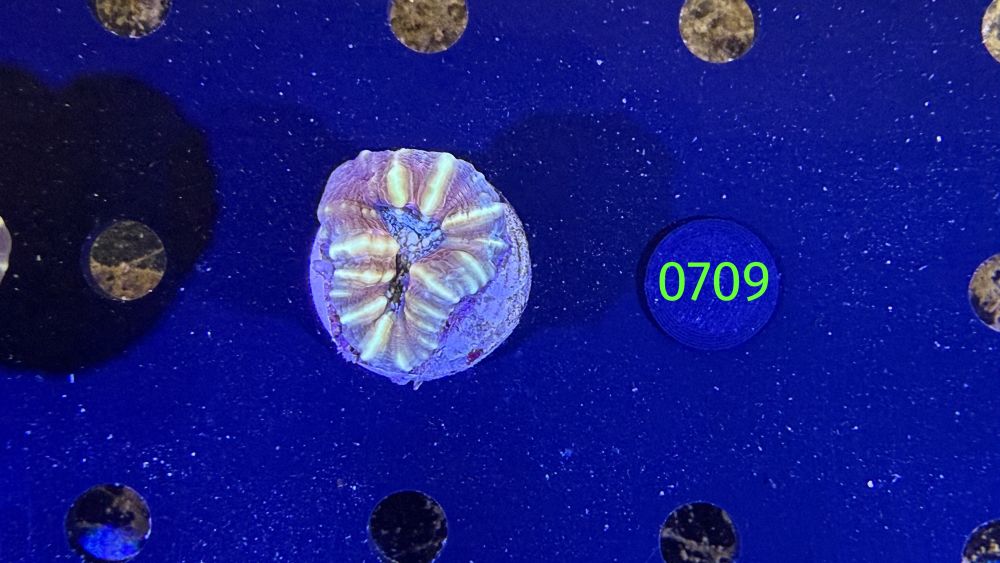 Lobophyllia sp. WYSIWYG 0709