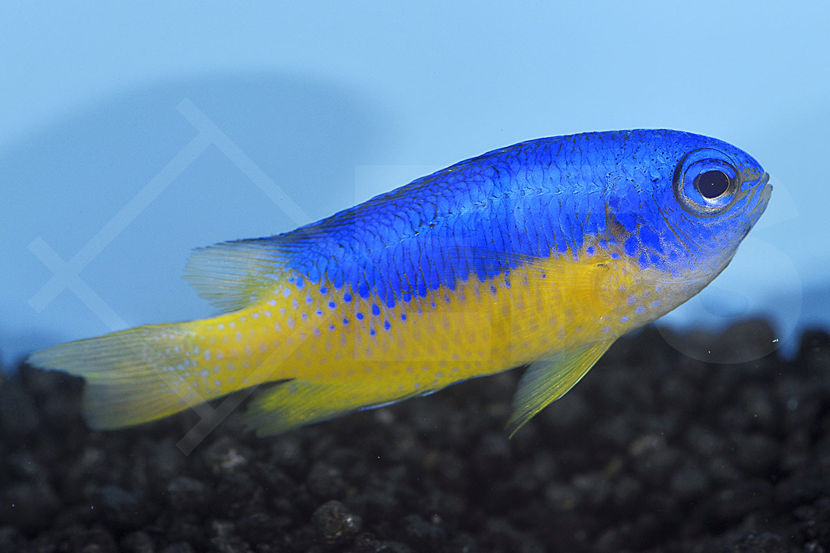 Pomacentrus coelestis - Neon-Demoiselle