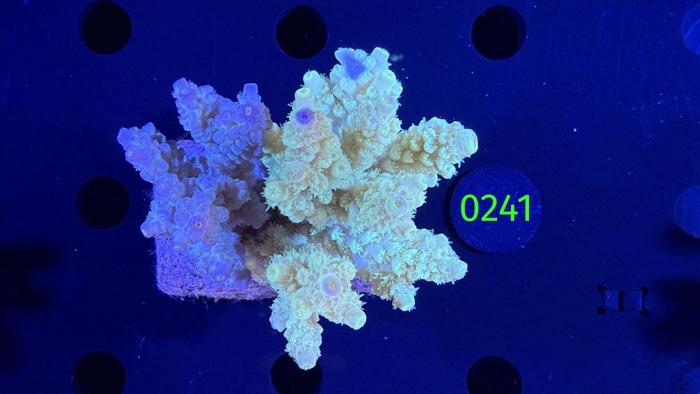 Acropora sp. WYSIWYG 0241