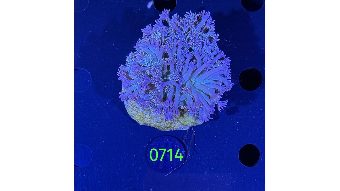Goniopora sp. WYSIWYG 0714