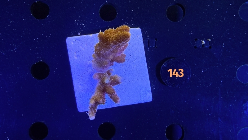 Acropora hyacinthus WYSIWYG 0143