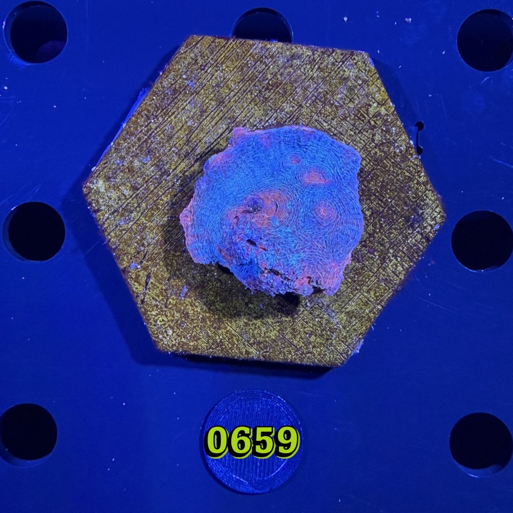 Echinophyllia/Chalice WYSIWYG 0659