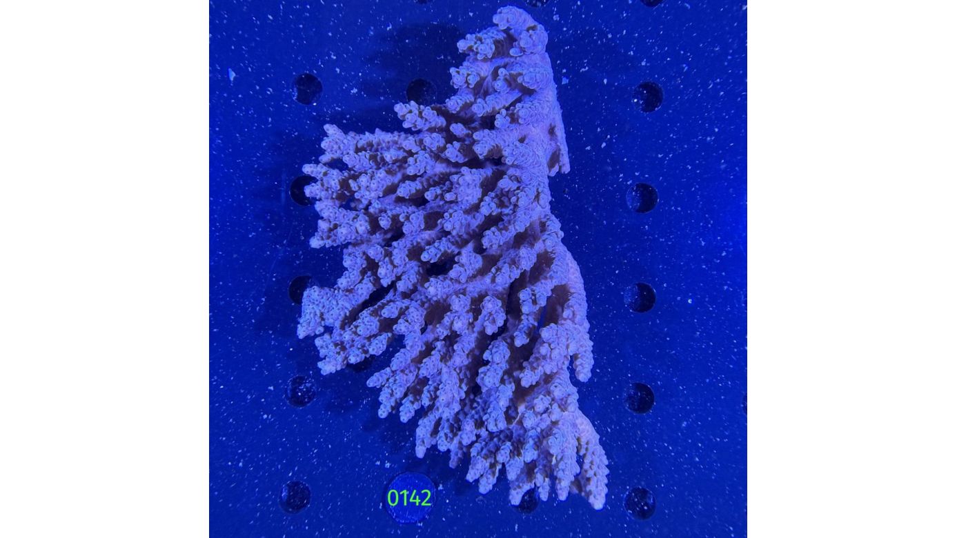Acropora sp. WYSIWYG 0142