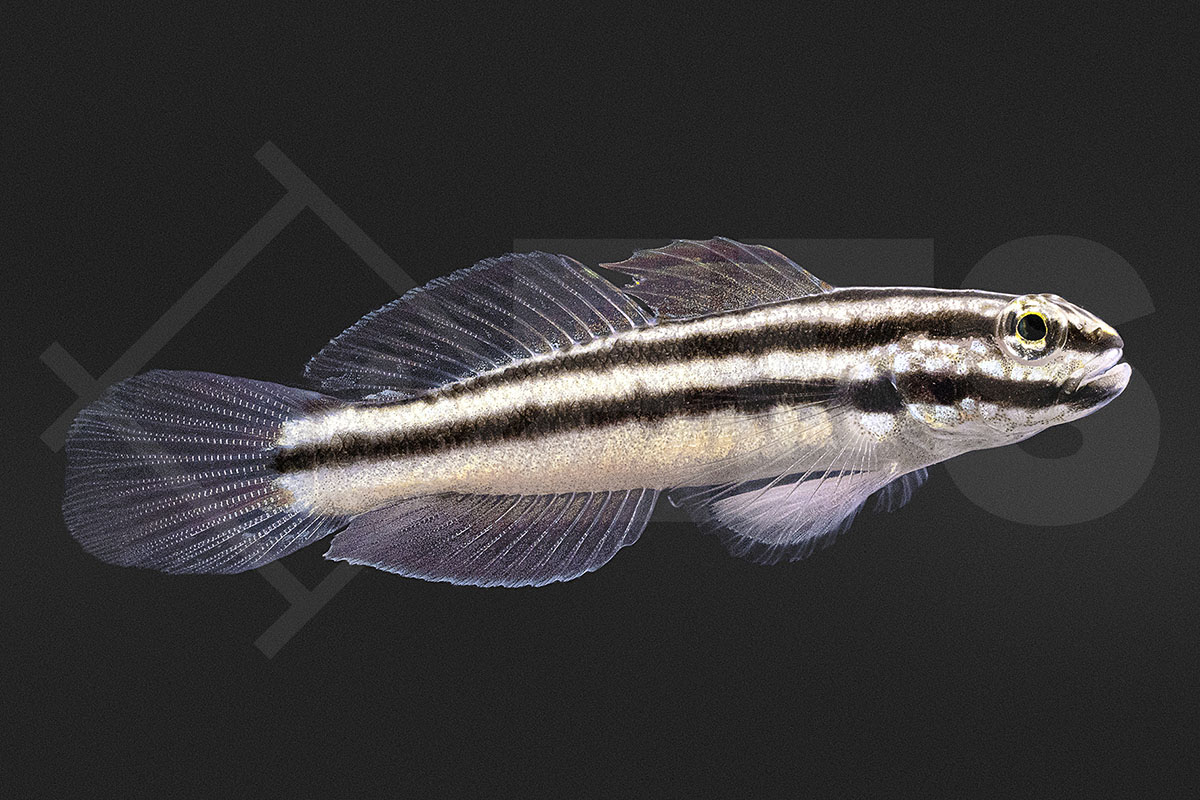 Amblygobius linki - Link's Baggergrundel
