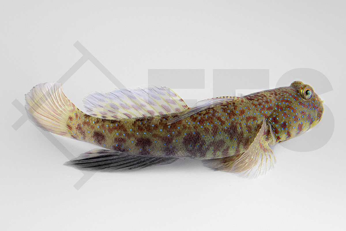 Cryptocentrus caeruleomaculatus - Vielpunkt-Wächtergrundel