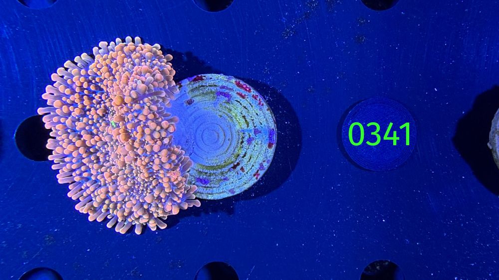 Ricordea yuma - Scheibenanemone "orange"DNZ 0341