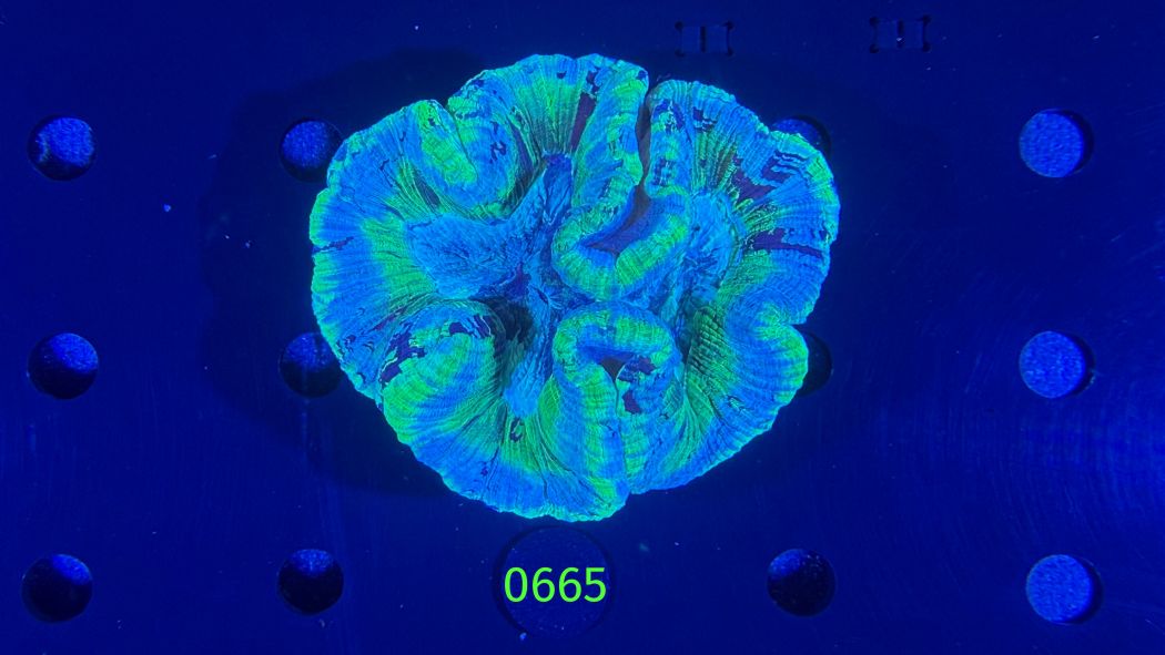 Trachyphyllia geoffroyi WYSIWYG 0665