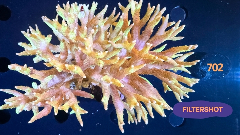 Seriatopora sp. WYSIWYG 0702