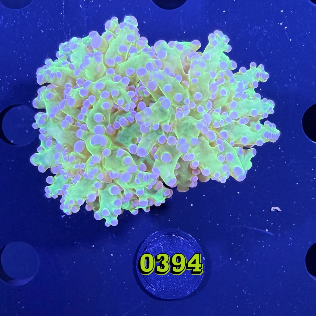 Euphyllia paradivisa - Froschlaichkoralle bicolor 0394
