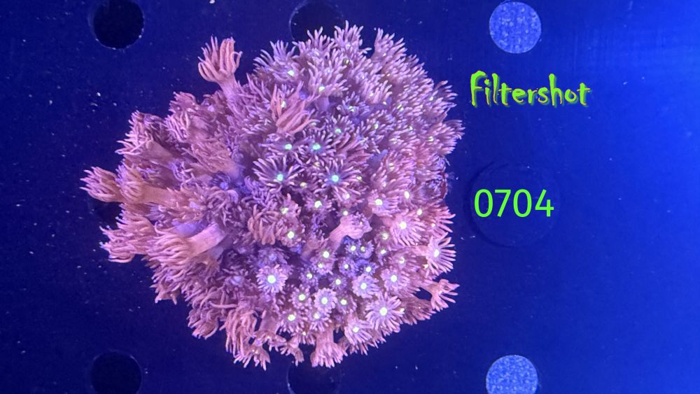 Goniopora sp. WYSIWYG 0704