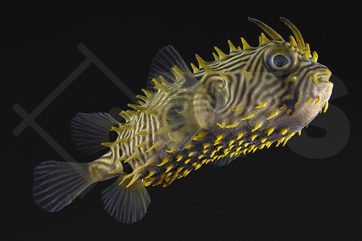 Chilomycterus schoepfii - Stachliger Igelfisch
