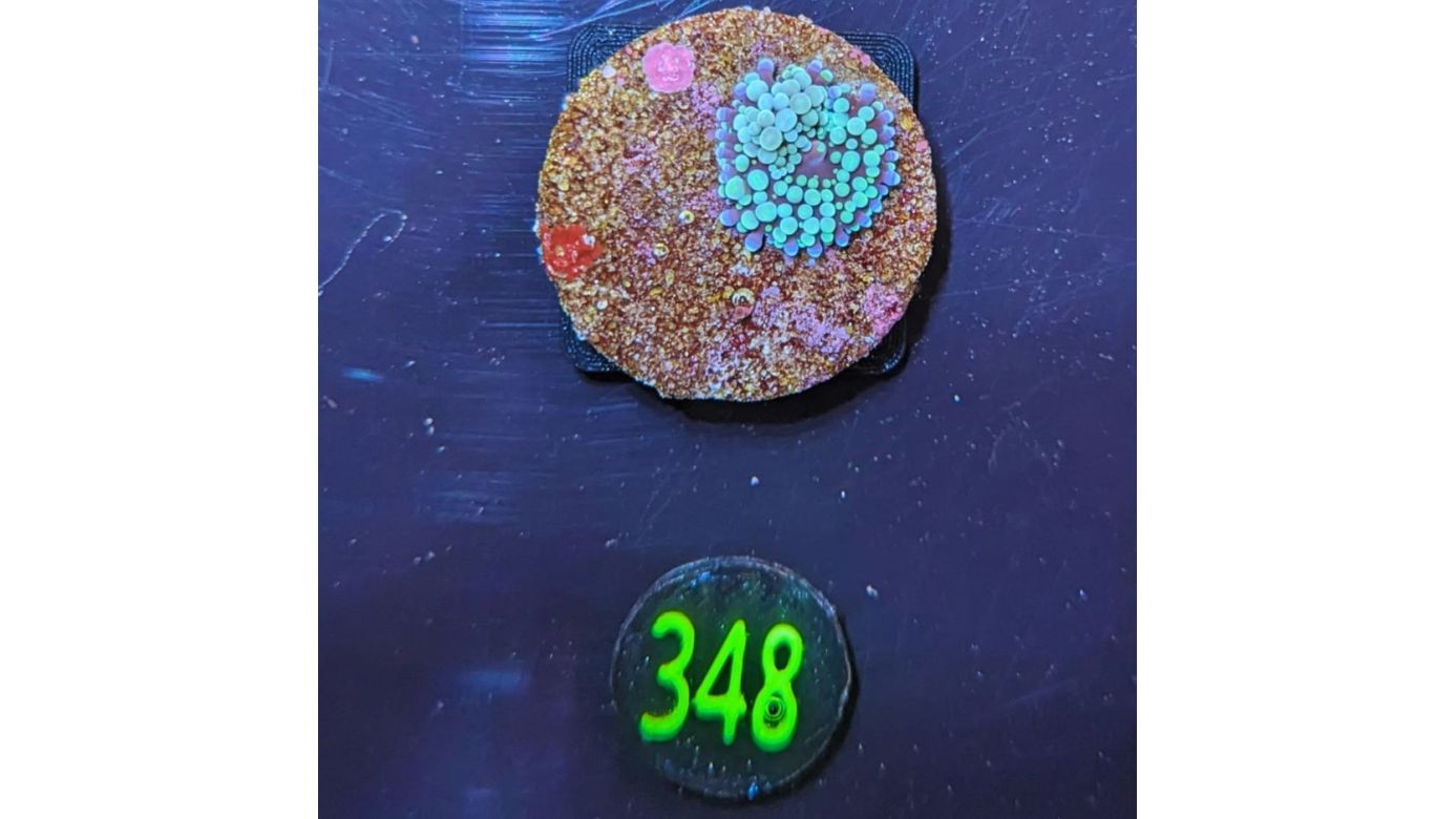 Ricordea Florida - Scheibenanemone blau PlanktonPlus Nachzucht 0348