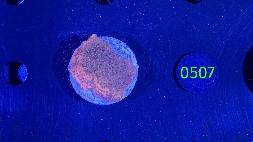 Montipora sp.- Kleinpolypige Steinkoralle "mystic Sunset" Deutsche Nachzucht 0507