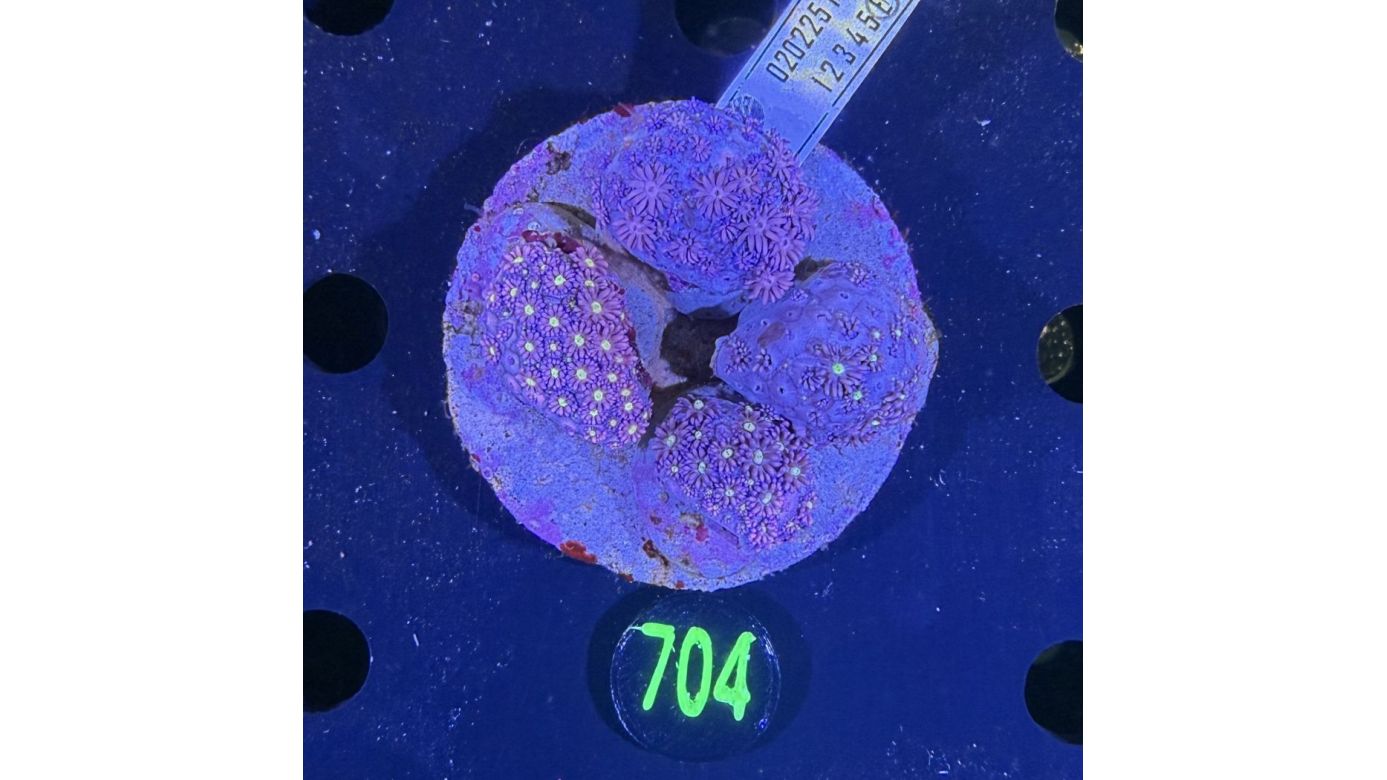 Goniopora sp. WYSIWYG 0704