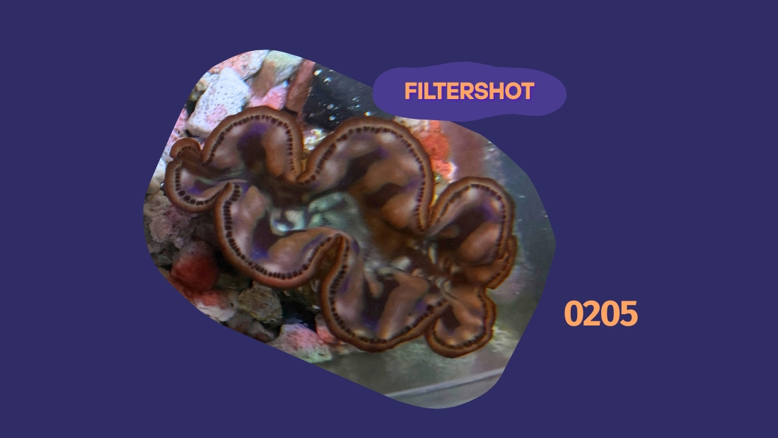Tridacna maxima Muschel gold 4-5cm 0205