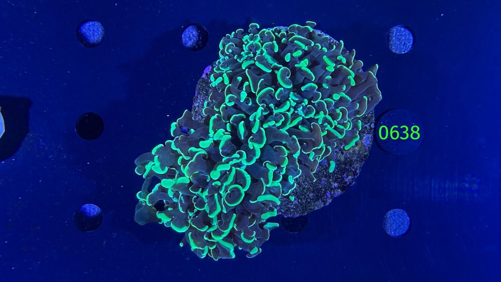 Euphyllia ancora WYSIWYG 0638