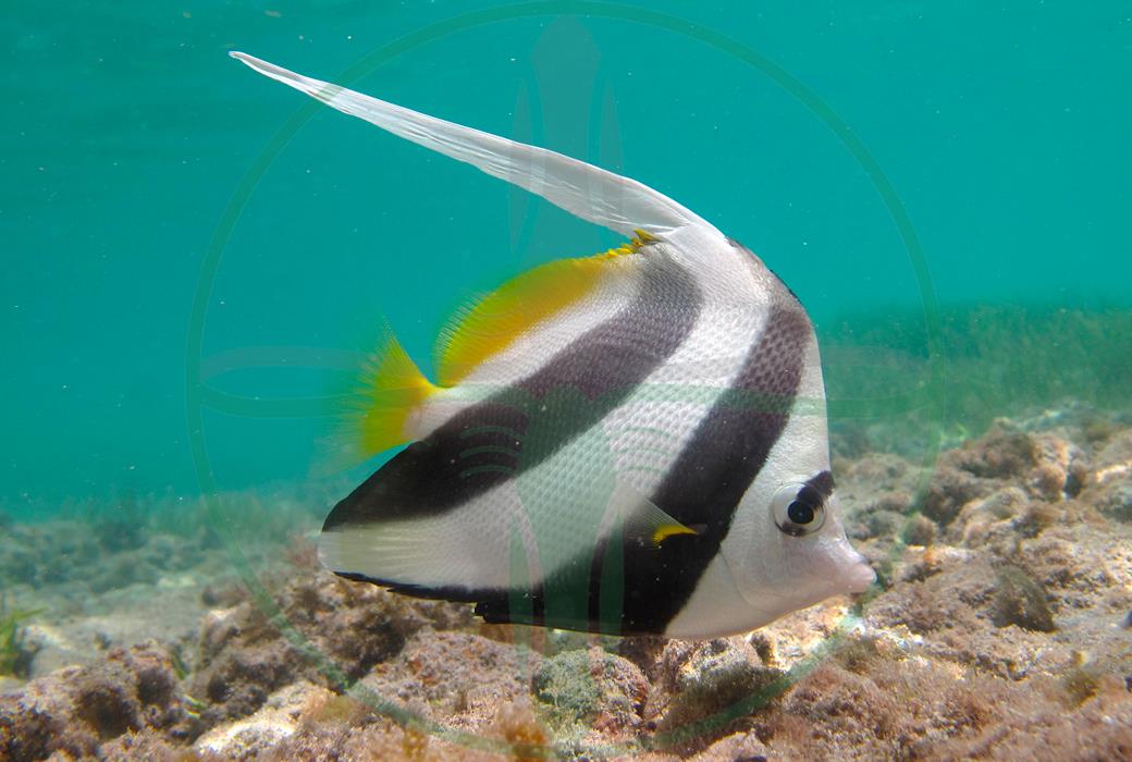 Heniochus acuminatus - Rotmeer Wimpelfisch