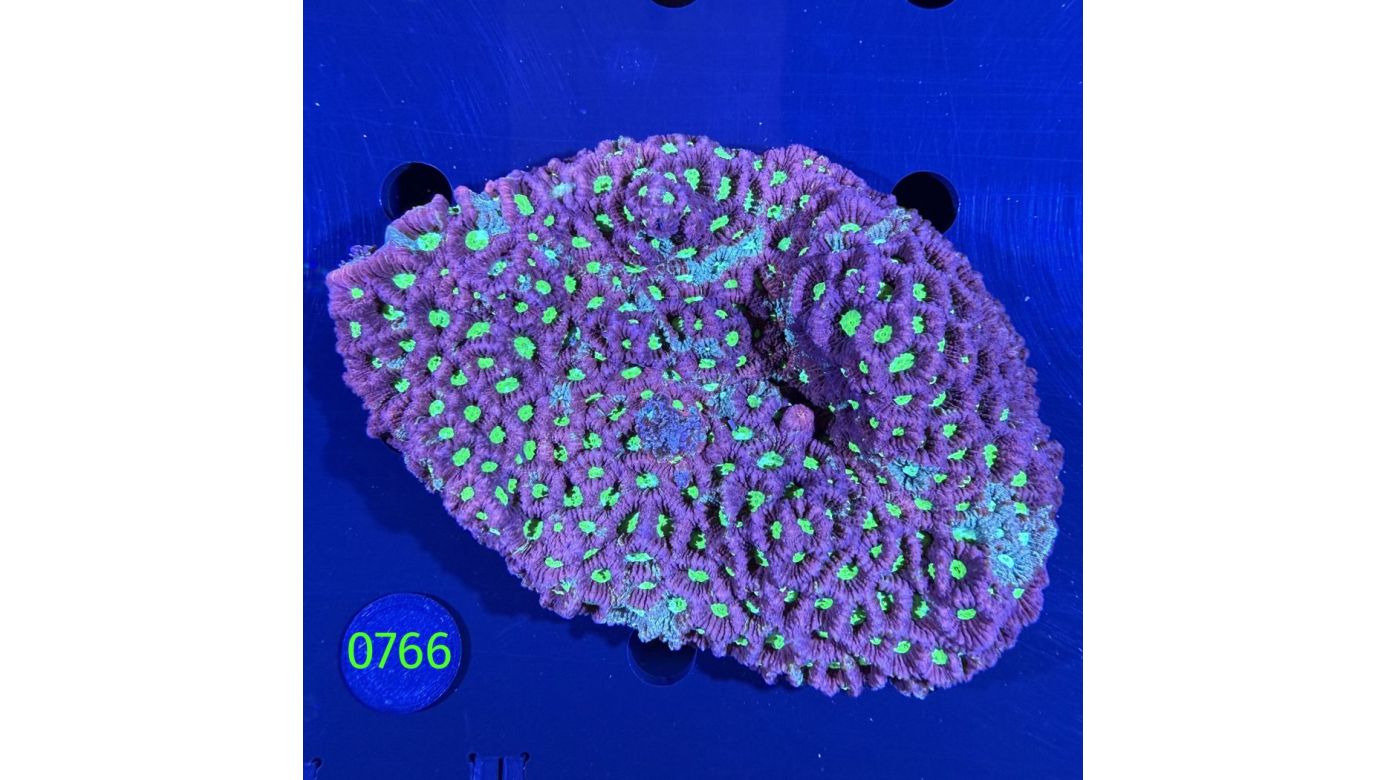 Favites sp. WYSIWYG 0766