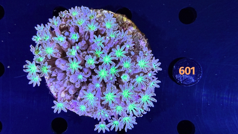 Clavularia sp. WYSIWYG 0601