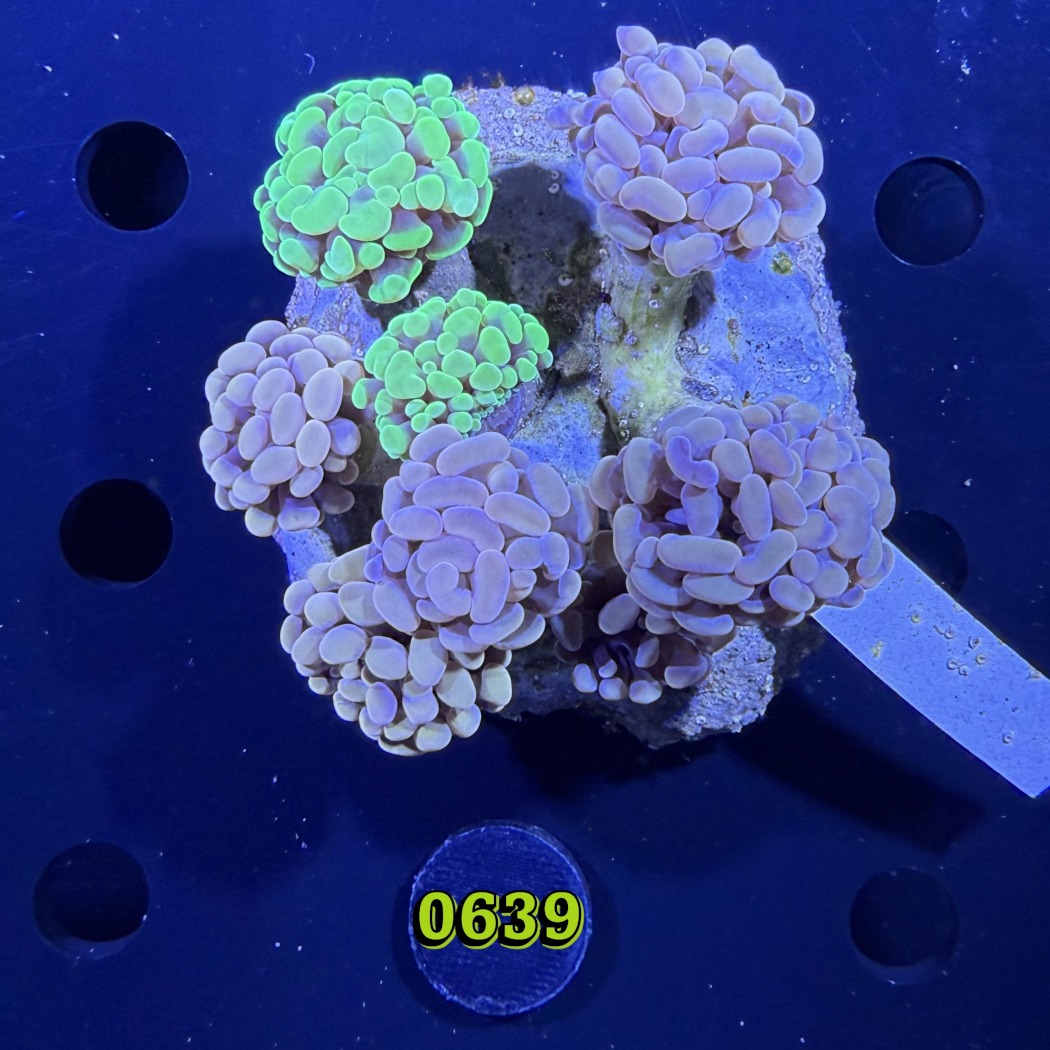 Euphyllia paraancora Kolonie WYSIWYG 0639