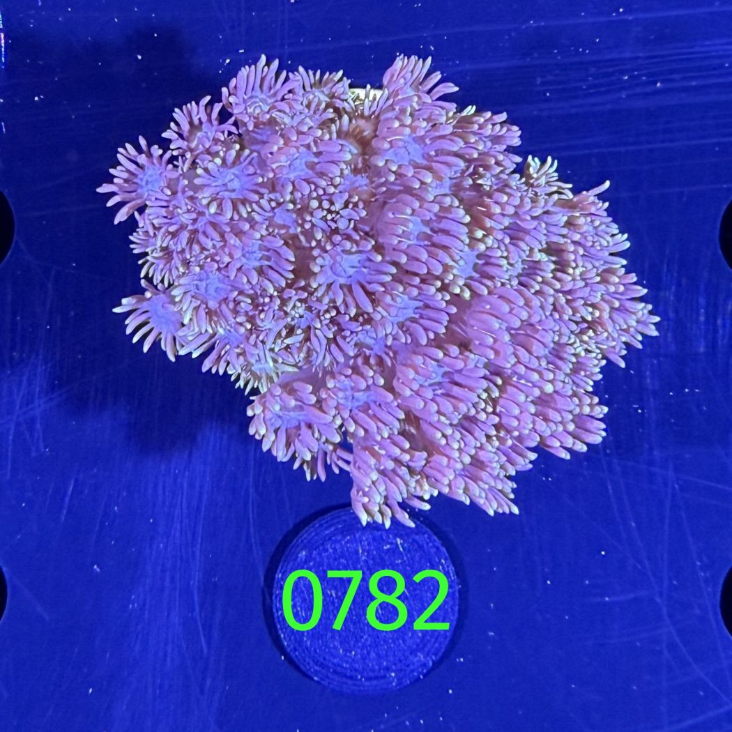 Goniopora sp. WYSIWYG 0782
